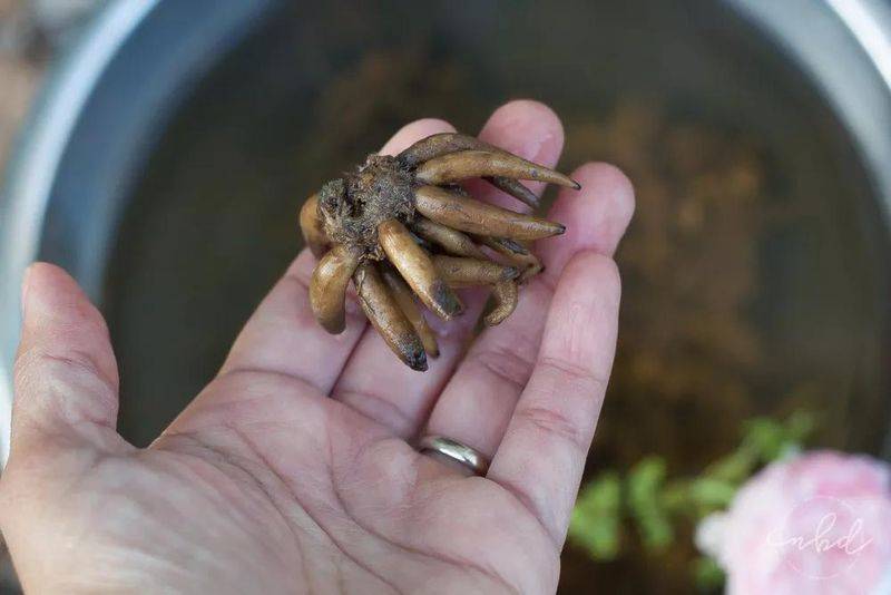 花毛茛种植方法