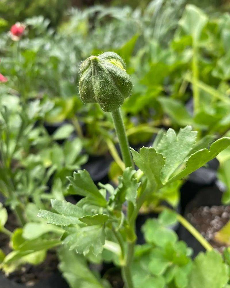 花毛茛种植方法