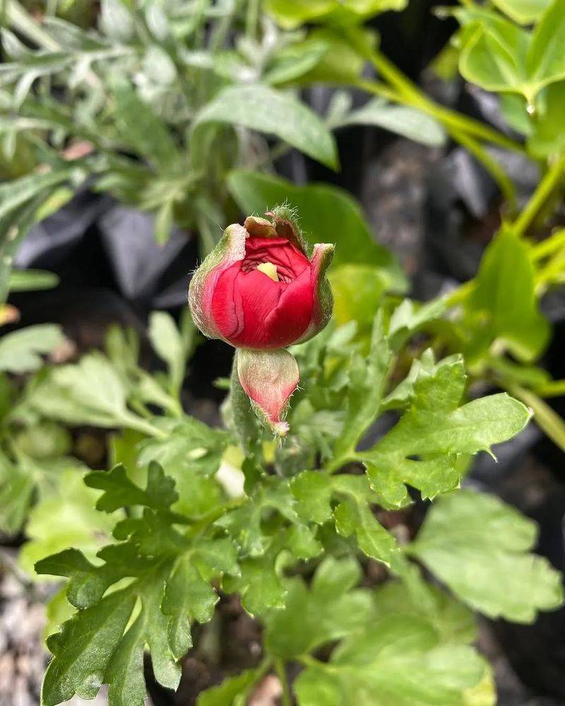 花毛茛种植方法