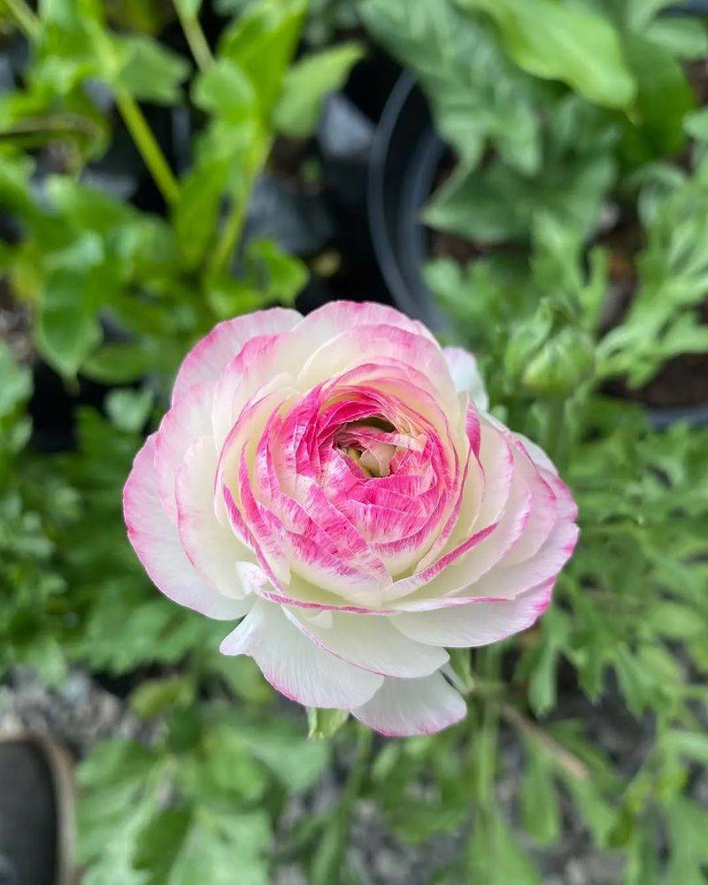 花毛茛种植方法