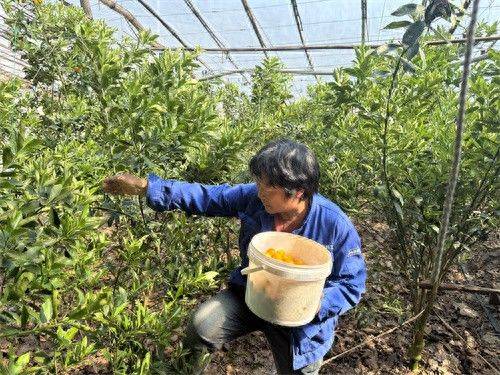 北方大棚种植技术