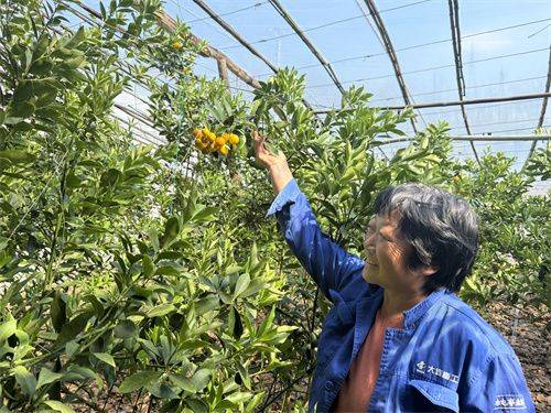 北方大棚种植技术
