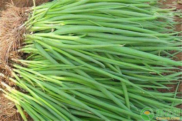 小葱的种植方法
