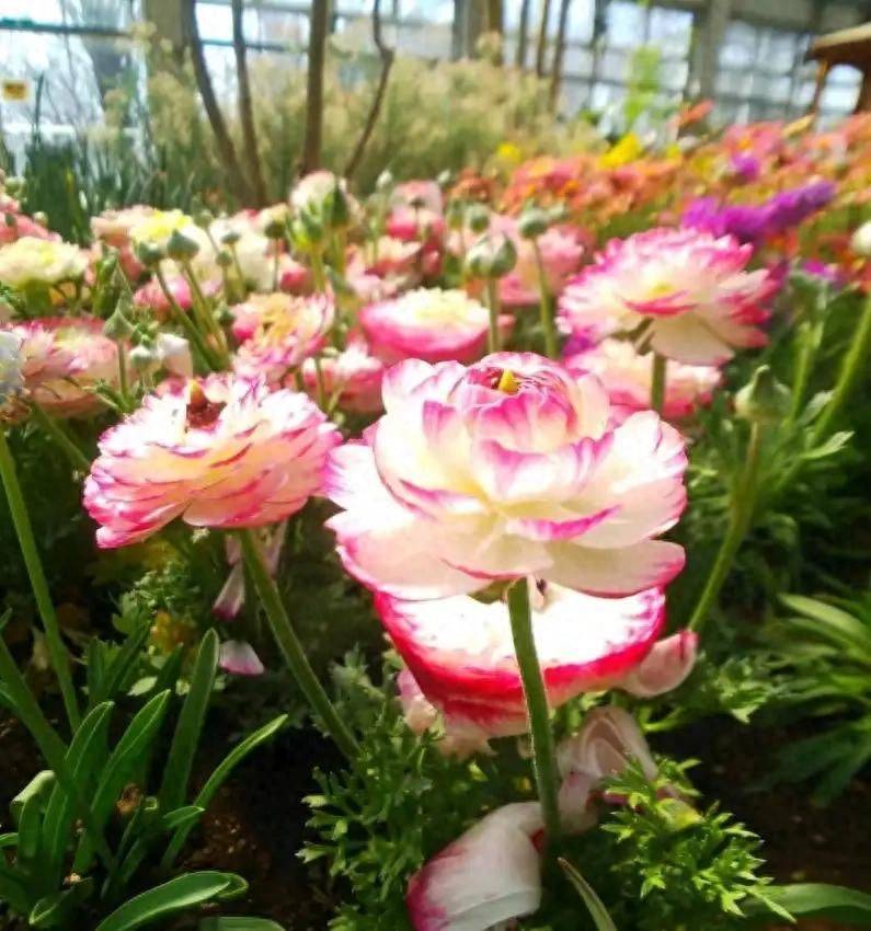 花毛茛种植方法