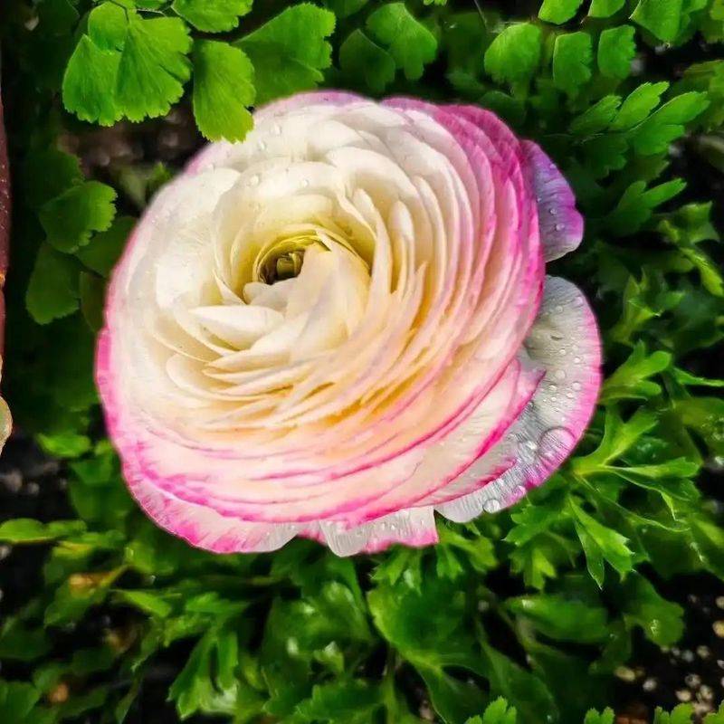 花毛茛种植方法