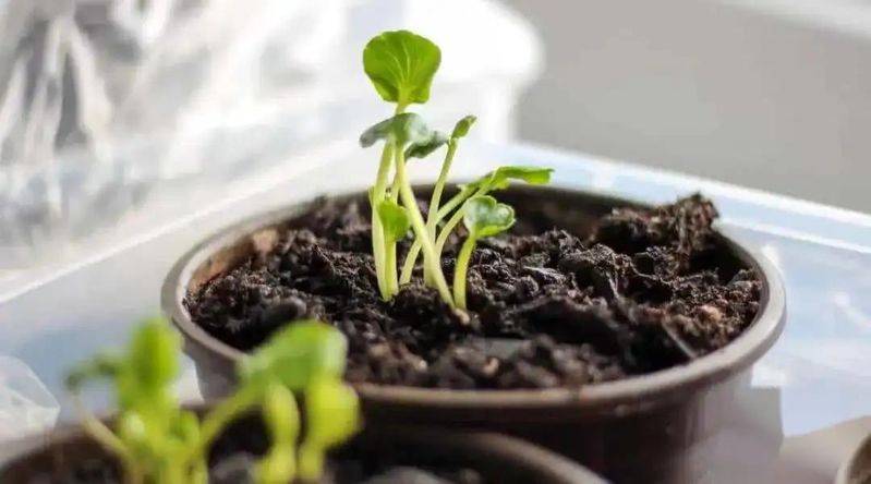 花毛茛种植方法