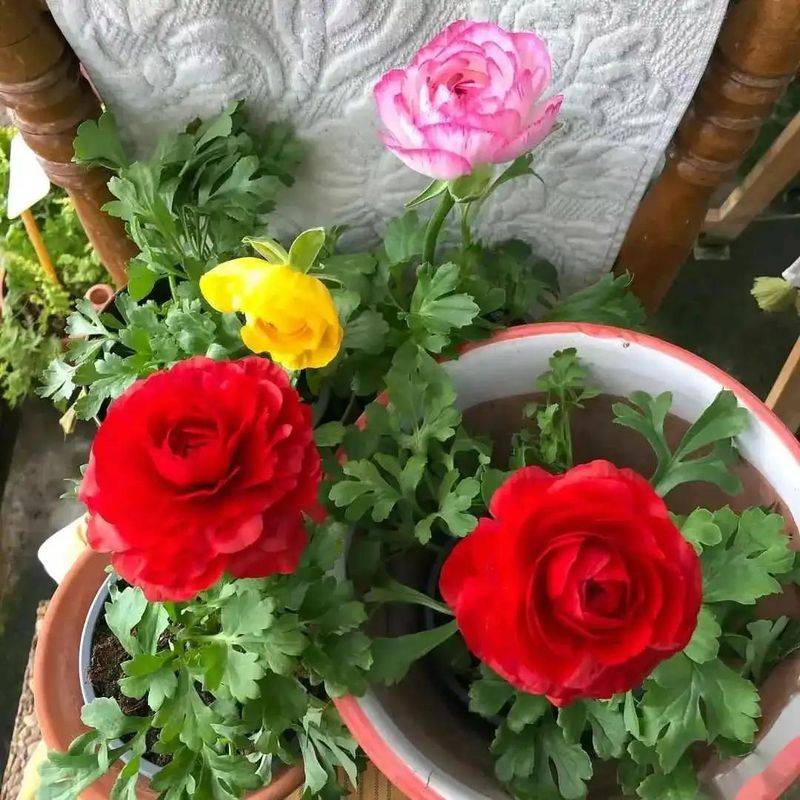 花毛茛种植方法