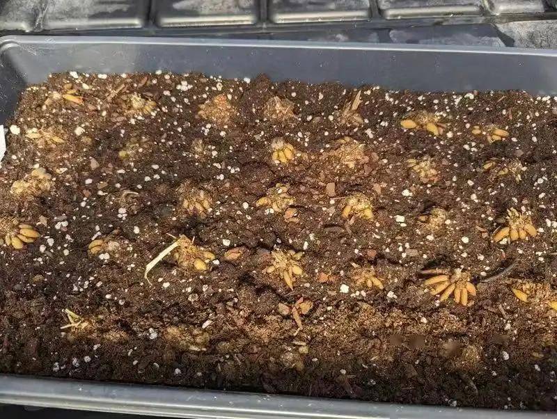 花毛茛种植方法