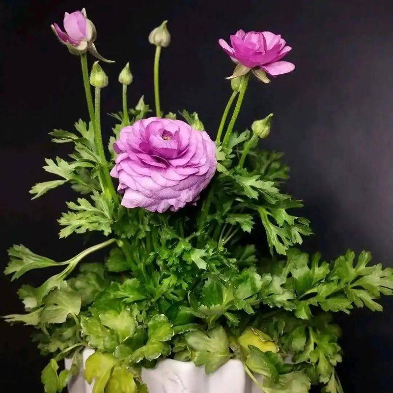 花毛茛种植方法