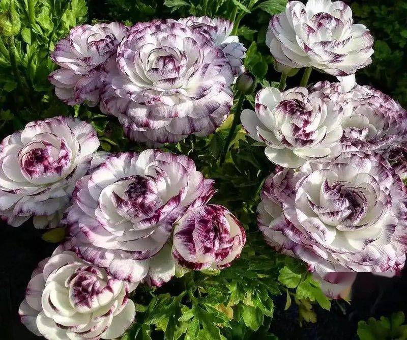 花毛茛种植方法