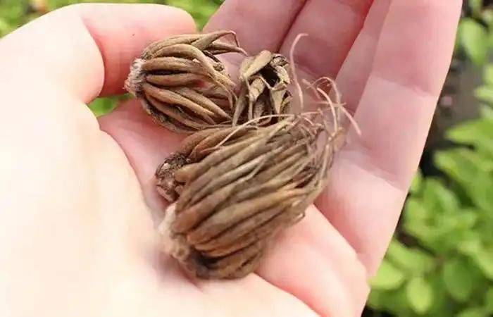 花毛茛种植方法