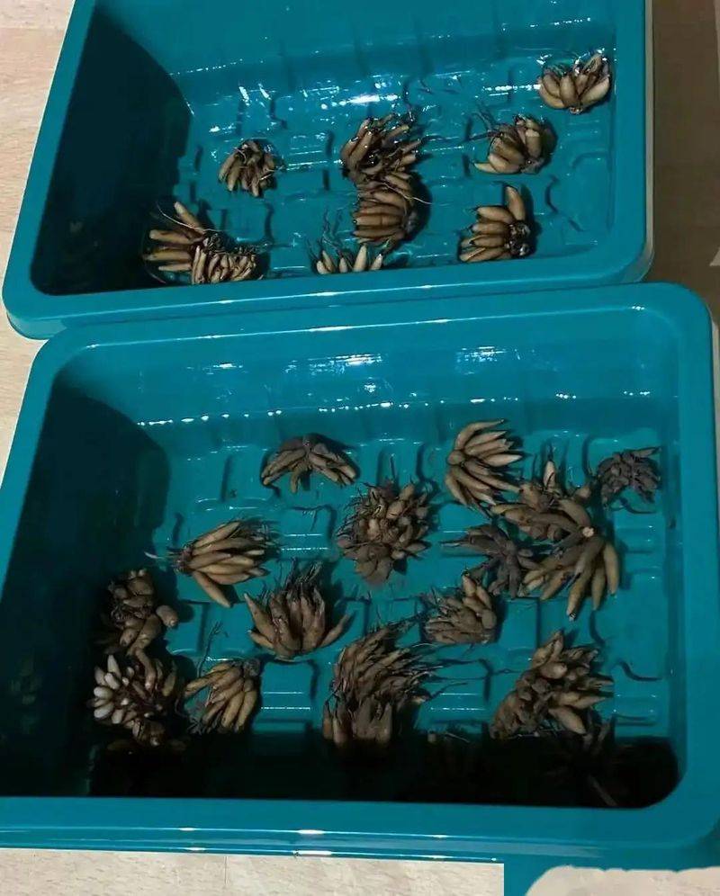 花毛茛种植方法