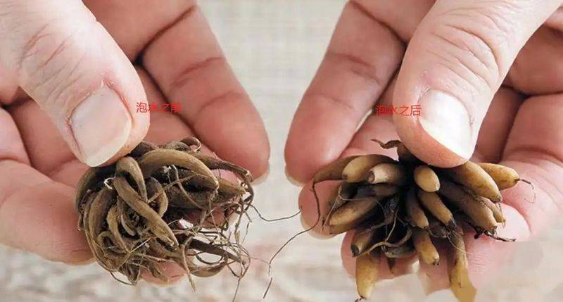 花毛茛种植方法