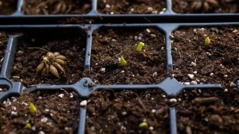 花毛茛种植方法