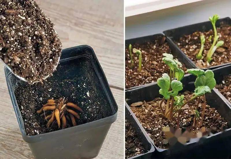 花毛茛种植方法