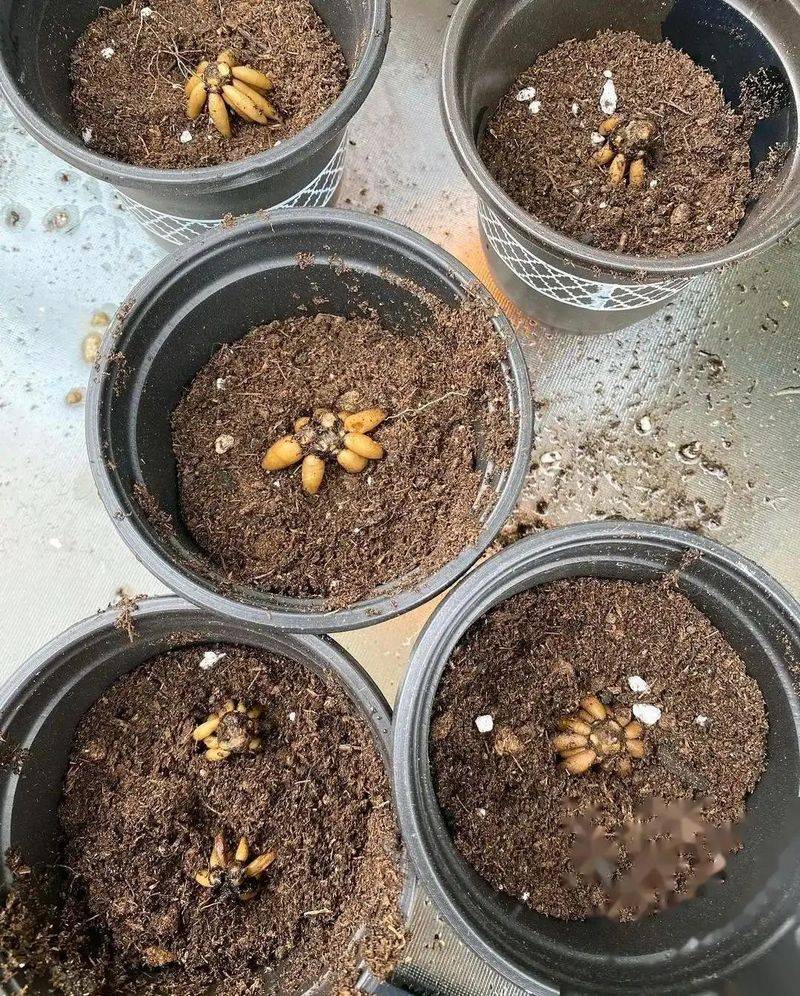 花毛茛种植方法