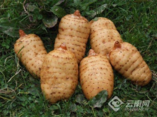 昭通天麻种植技术