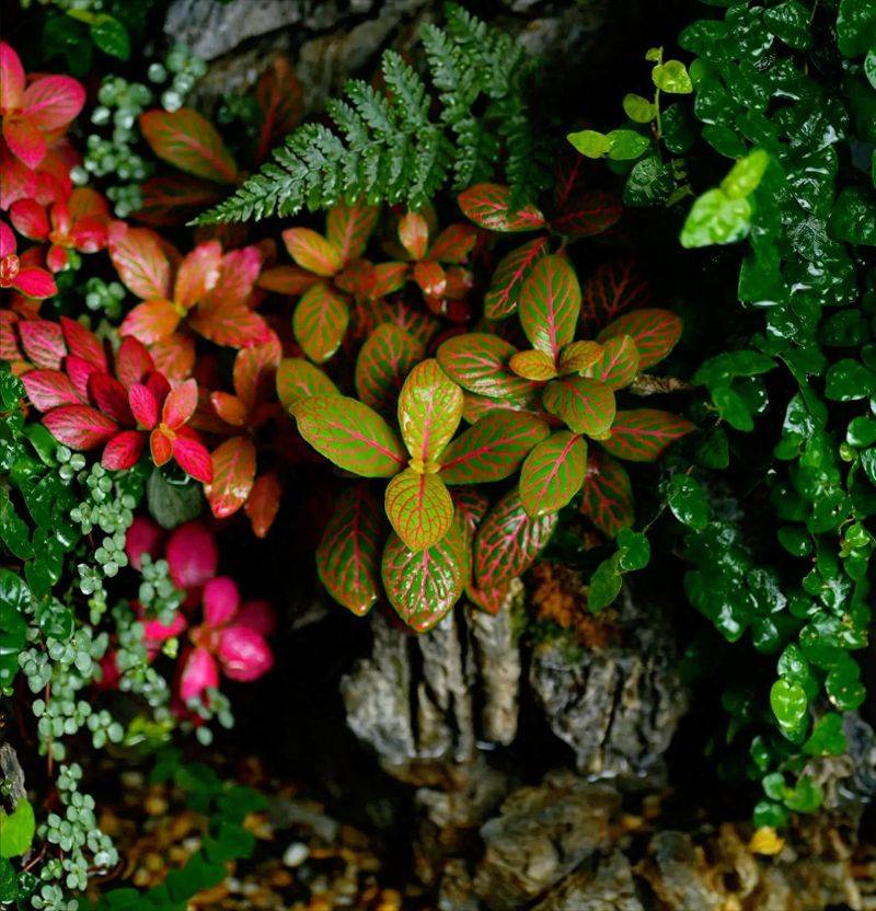 水上种植蔬菜有哪些