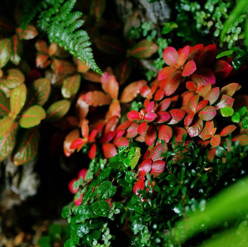 水上种植蔬菜有哪些