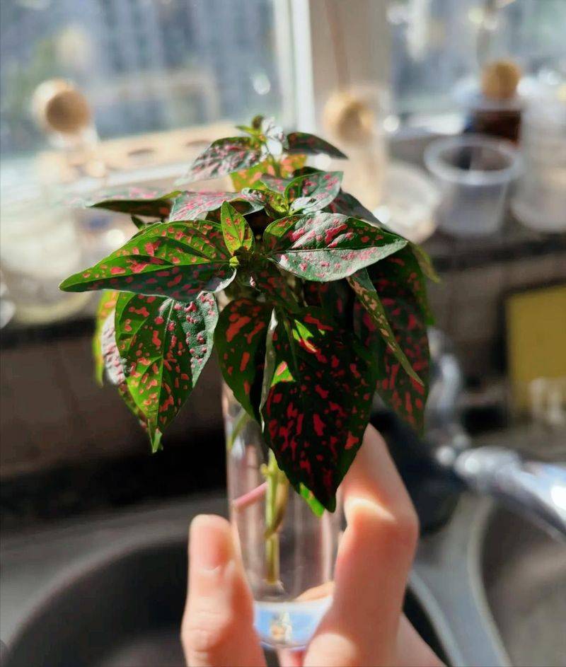 水上种植蔬菜有哪些