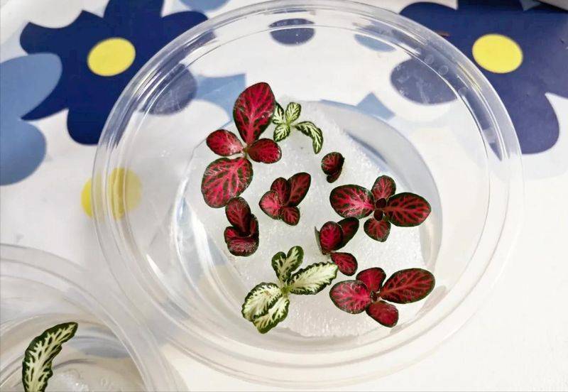 水上种植蔬菜有哪些