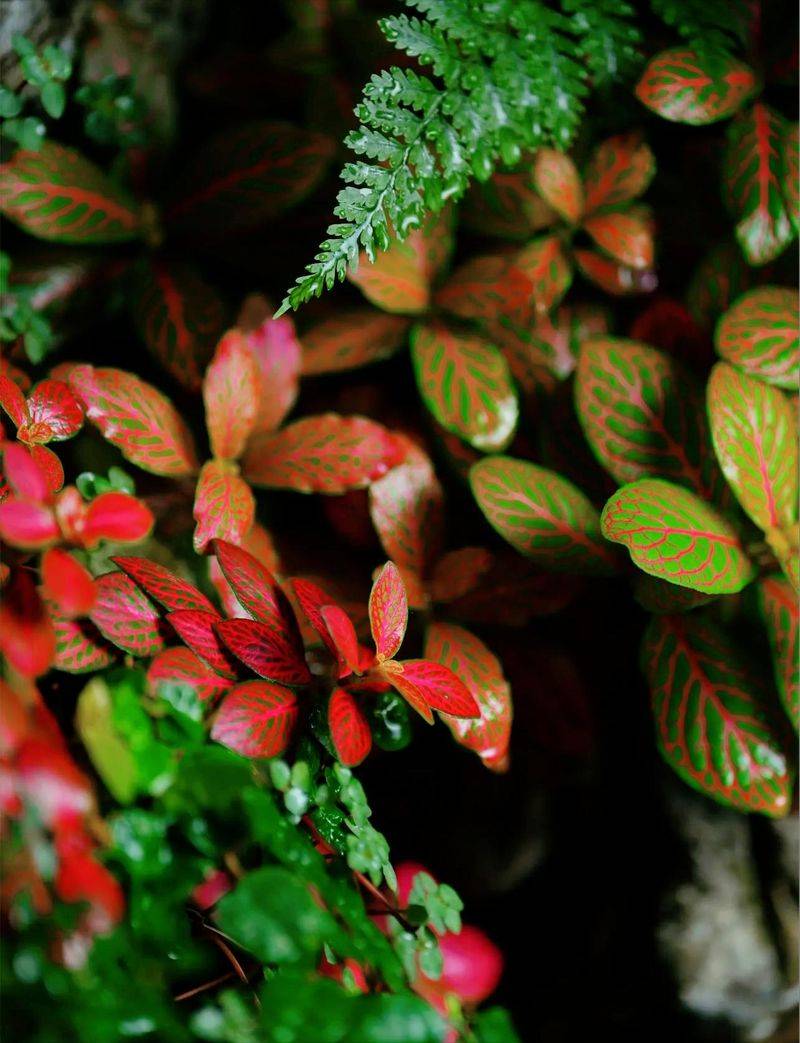 水上种植蔬菜有哪些