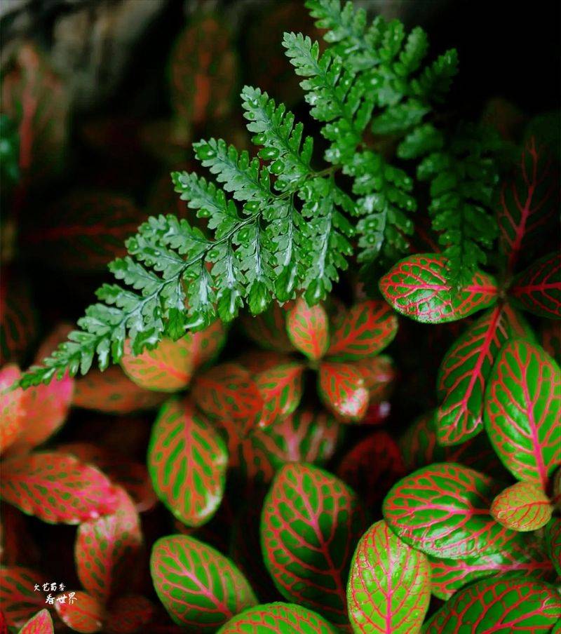 水上种植蔬菜有哪些