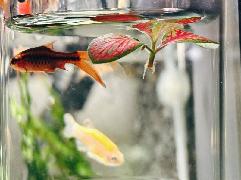 水上种植蔬菜有哪些