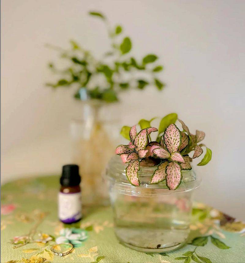 水上种植蔬菜有哪些