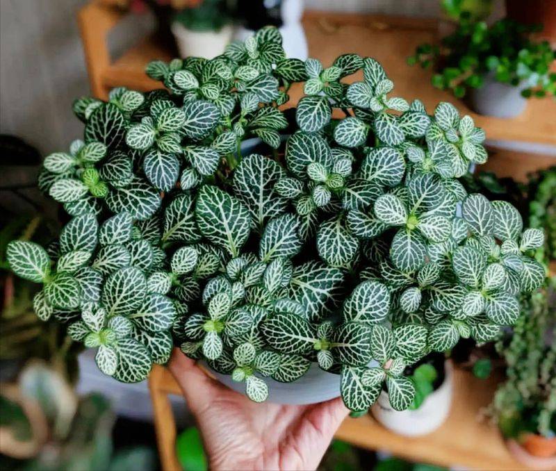 水上种植蔬菜有哪些