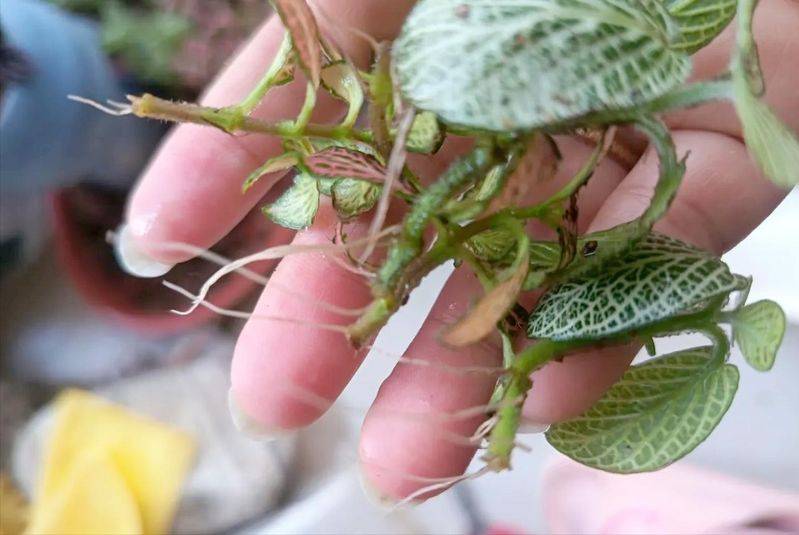 水上种植蔬菜有哪些