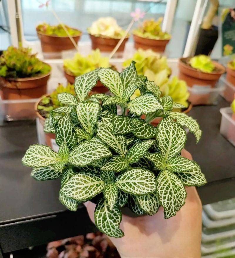 水上种植蔬菜有哪些