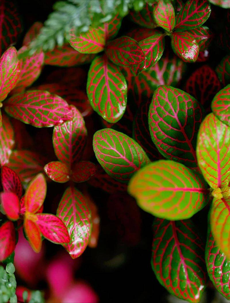 水上种植蔬菜有哪些