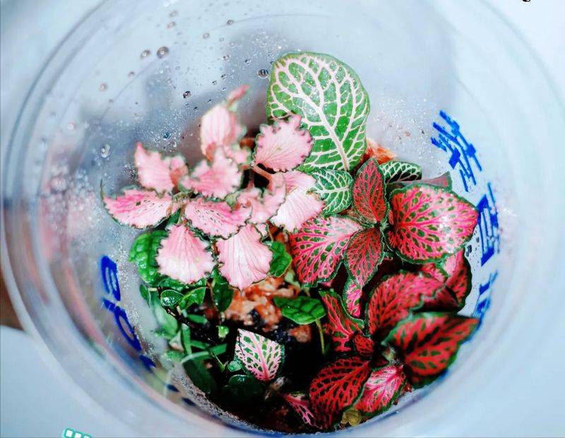 水上种植蔬菜有哪些