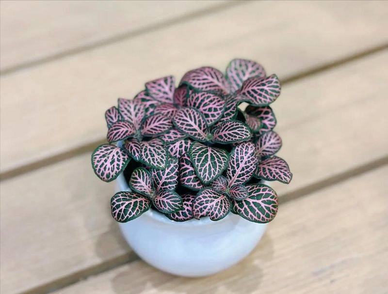 水上种植蔬菜有哪些