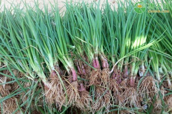 小葱的种植方法