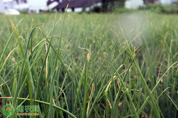 小葱的种植方法