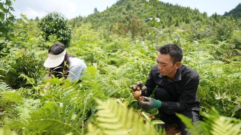 昭通天麻种植技术