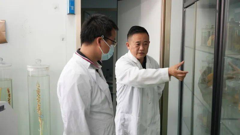 昭通天麻种植技术