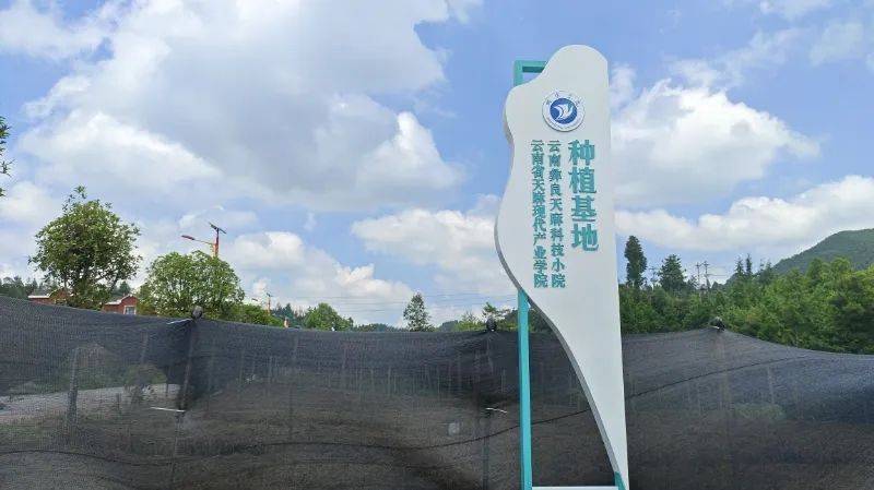 昭通天麻种植技术