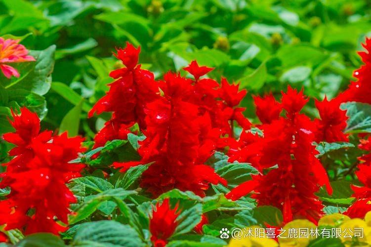 一串红的种植方法