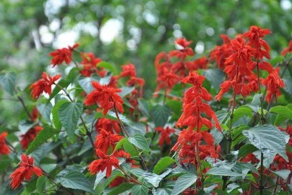 一串红的种植方法