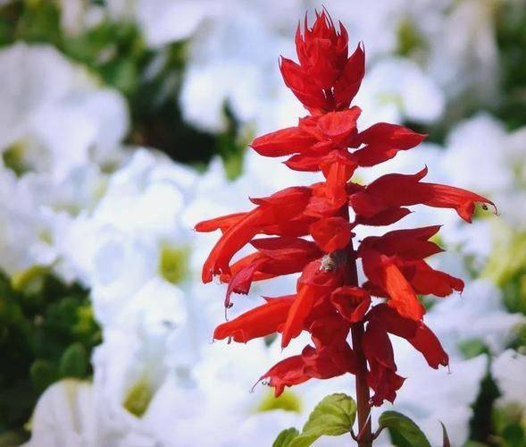 一串红的种植方法