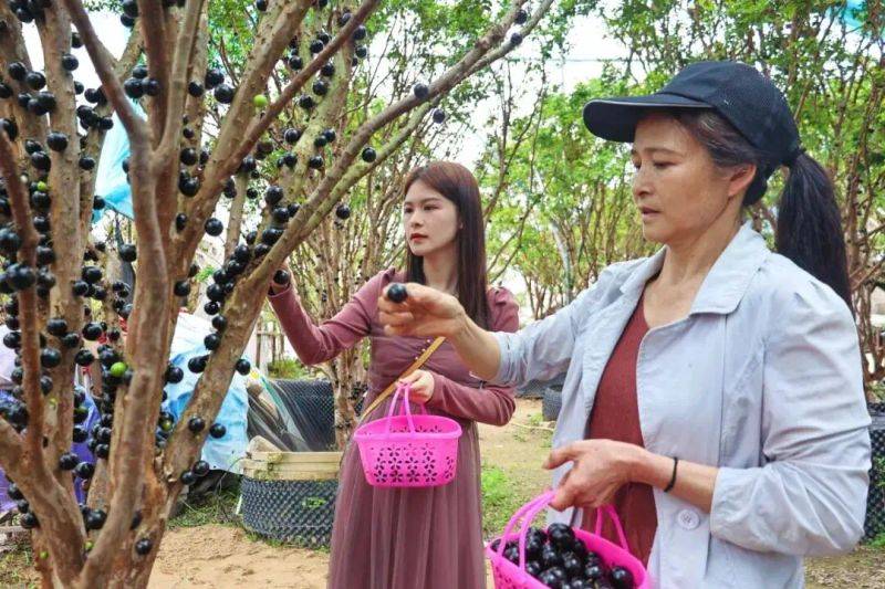 嘉宝果的种植技术