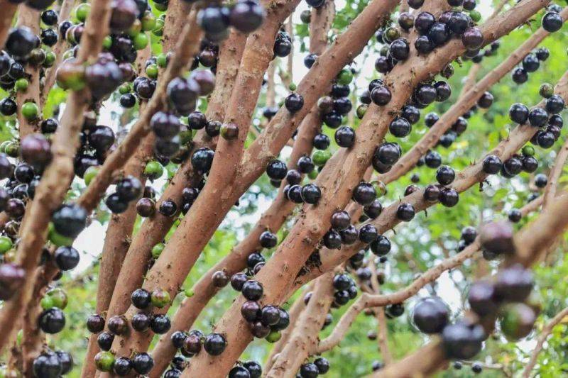 嘉宝果的种植技术