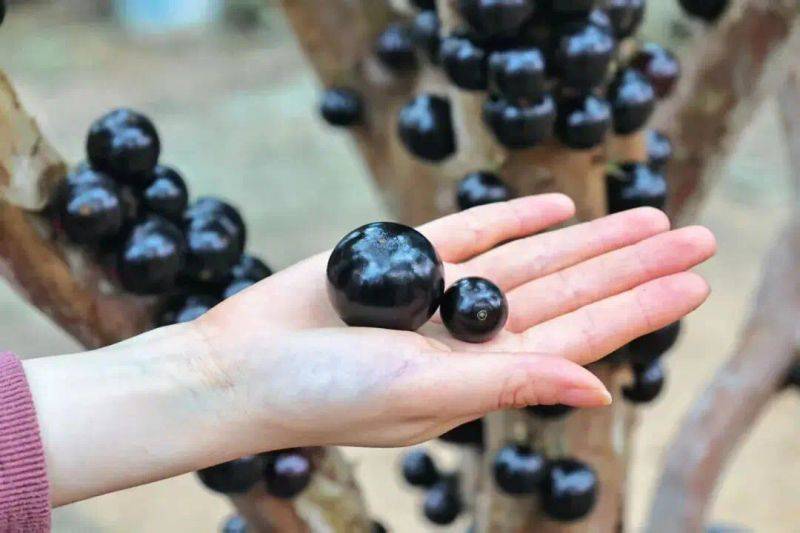 嘉宝果的种植技术