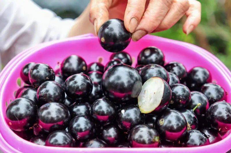 嘉宝果的种植技术