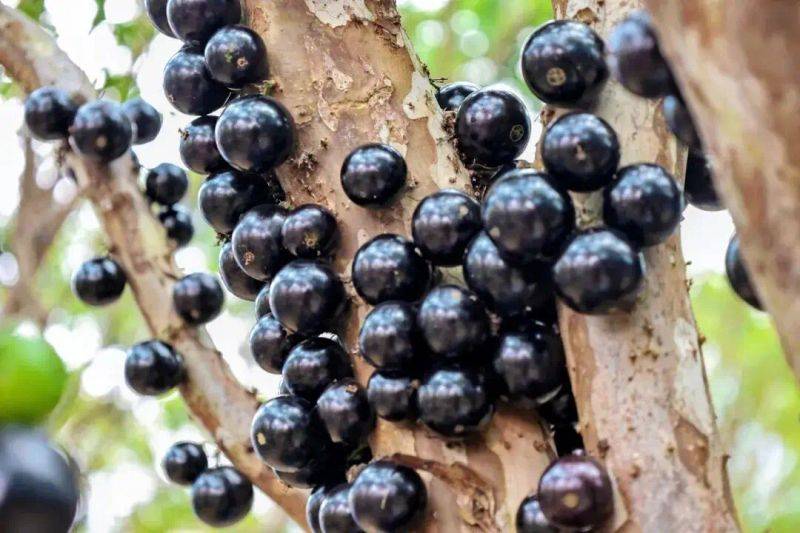 嘉宝果的种植技术