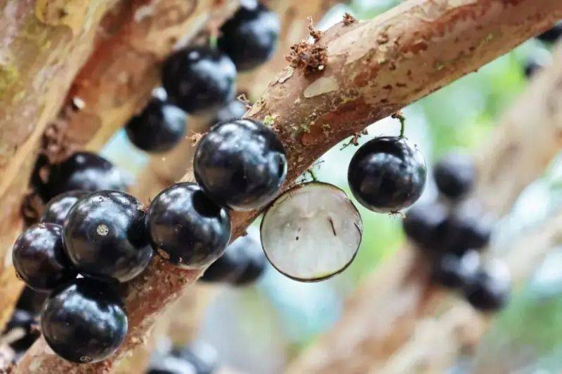 嘉宝果的种植技术