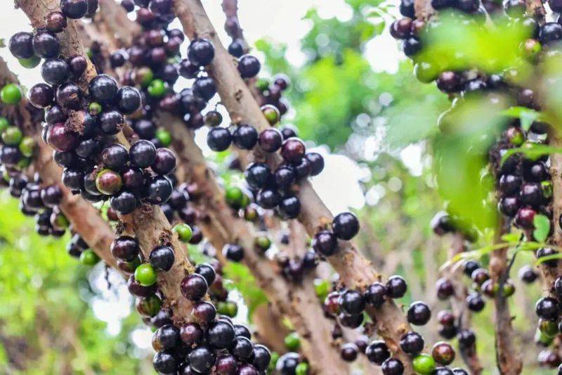 嘉宝果的种植技术